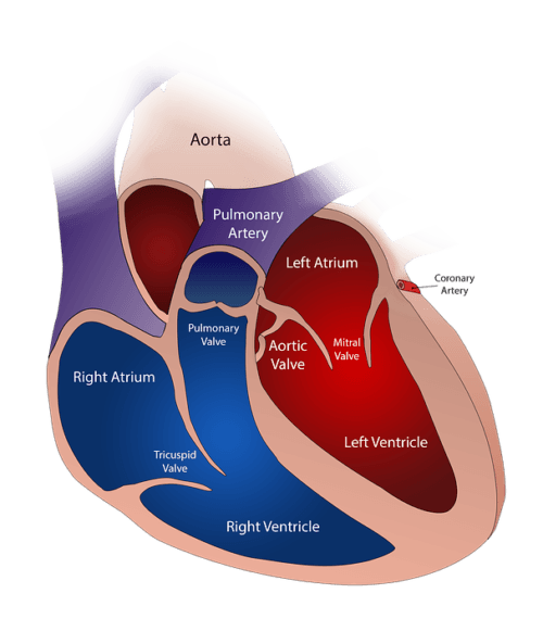 TAVI, impianto di valvola aortica all’avanguardia