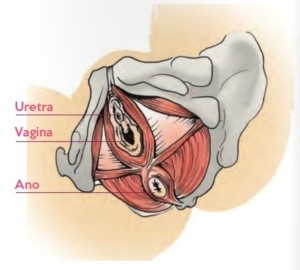 La salute del perineo femminile