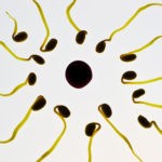 ICSI, la fecondazione è possibile anche con pochi spermatozoi
