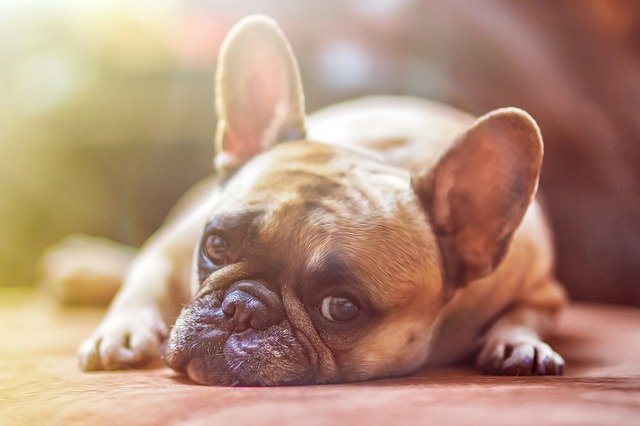Animali domestici: 10 buone regole per evitare il colpo di calore