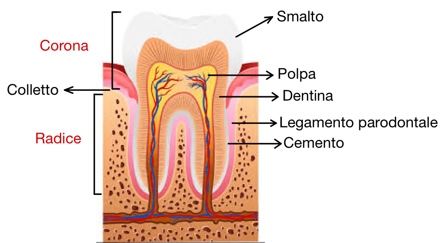 I denti e le loro funzioni