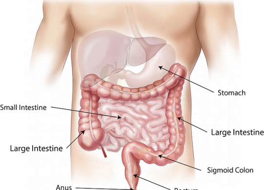 I tumori del colon retto cause, sintomi, trattamento