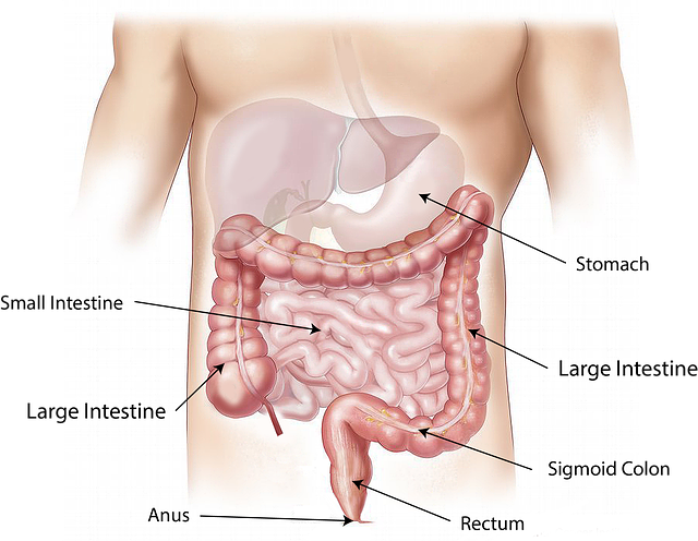 I tumori del colon – retto: cause, sintomi, trattamento