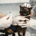 Il parere professionale…di un veterinario omeopatico