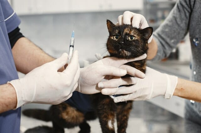 Il parere professionale…di un veterinario omeopatico