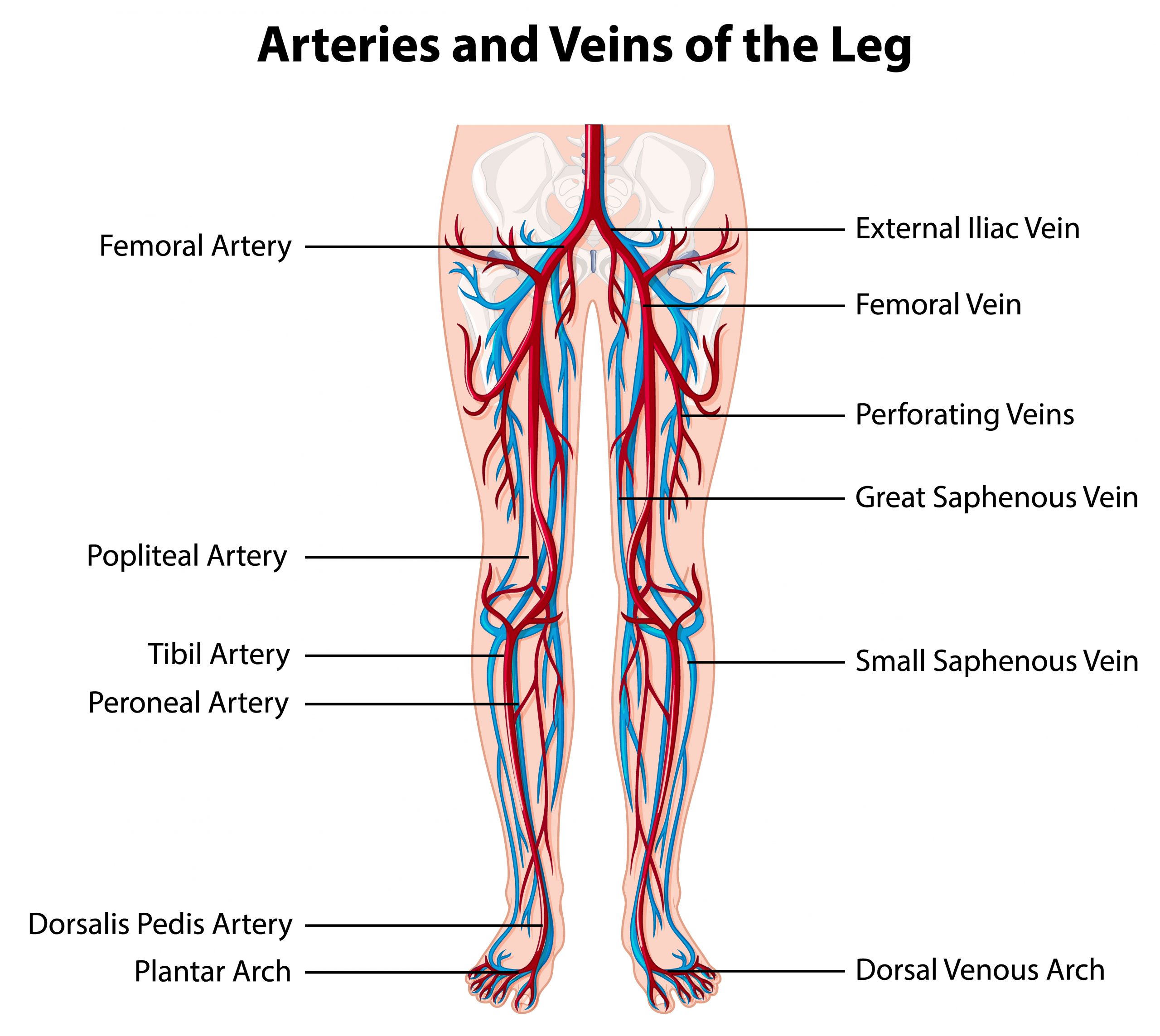 L’arteriopatia obliterante