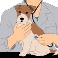 Medicina Omeopatica veterinaria il rimedio unico