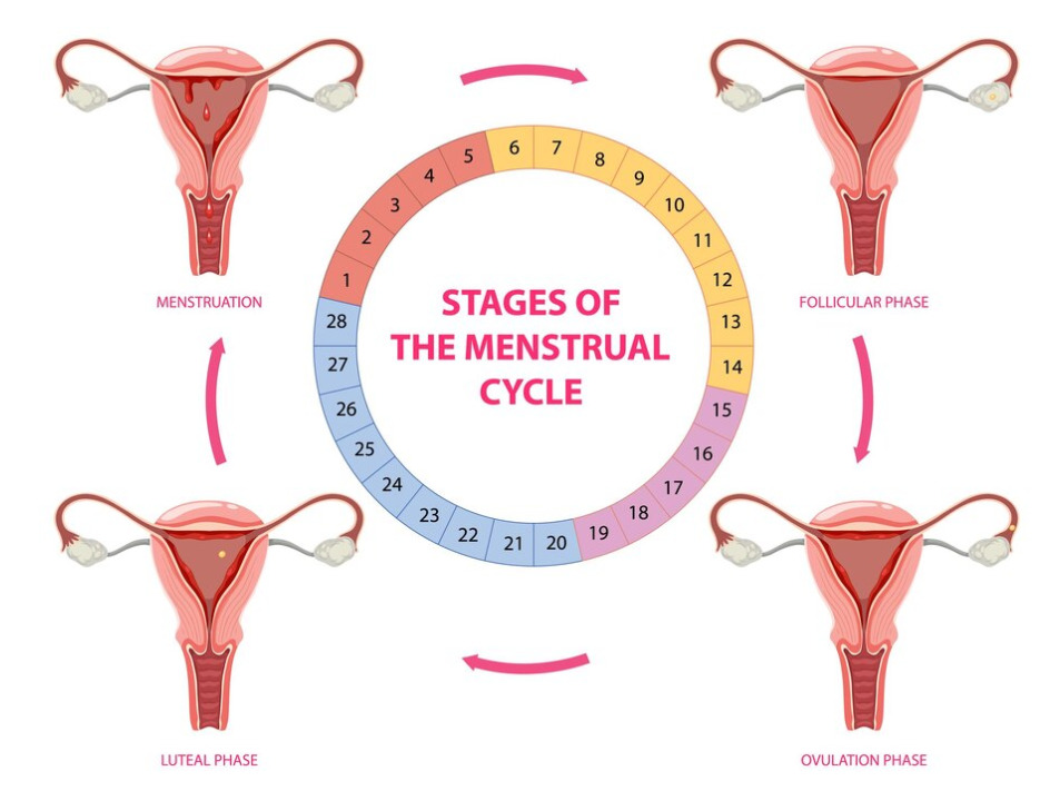 Le alterazioni del ciclo mestruale