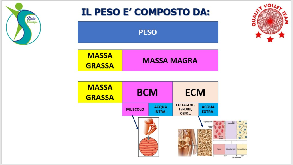 ANALISI MASSA MAGRA/ MASSA GRASSA